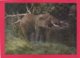 Modern Post Card Of Elephant,X25. - Elephants