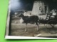 ATTELAGE  CHÈVRE ENFANTS AU PARC DE SPA UNE CARTE - PHOTO DE 1934 + 2 CARTES POSTALES CASCADE MONUMENTALE + 9 PHOTOS - Spa