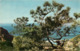Etats-Unis - California - Torrey Pine Near San Diego - Arbres - Arbre - état - San Diego