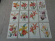 Beau Lot De 20 Cartes Postales De Fleurs Fleur Orchidée Publicité Pharmacien   Mooi Lot  20 Postkaarten  Bloemen Bloem - 5 - 99 Cartes