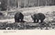 YELLOWSTONE National Park , 1901-07 ; Bears - USA National Parks