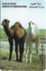 Kuwait - Young Camels - 36KWTH - 1995, Used - Kuwait