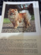 SCHEDA PUBBLICITA MEDICA MISTRETTI  SEDOPEPTINA GATRICO  / CANE DOG CHOW CHOW  1955 HG1436 - Pubblicitari