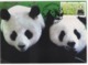 Taiwan(Formosa) Carte Maximum Card -Giant Panda ATM Label 2010 - Vignette [ATM]