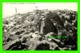 PIKES'S PEAK, CO - PANORAMA OF SUMMIT OF PIKES PEAK - 1909, BY J.C. HIESTAND - WRITTEN IN 1934 - - Rocky Mountains