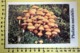 PHOLIOTA MUTABILIS  I FUNGHI FABBRI SCHEDA - Recepten