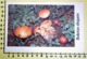 BOLETUS ELEGANS  I FUNGHI FABBRI SCHEDA - Cooking Recipes