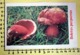 BOLETUS PURPUREUS  I FUNGHI FABBRI SCHEDA - Recepten