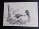 LUXEMBOURG  3 DESSINS AU CRAYON SÉPIA FORMAT A 4 + TIMBRES - 1985-.. Oiseaux (Buzin)