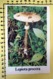 LEPIOTA PROCERA  I FUNGHI FABBRI SCHEDA - Cooking Recipes