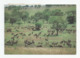 Afrique Rwanda Troupeau Antilope Topi Parc Akagera - Rwanda