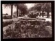 Marruecos. Tarjeta Postal. Tanger. Avenida De España. Plantas. Arboles. Palmeras. Foto Real. - Árboles