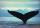 CANADA - Baleine-Whale-  Format 17 X 12 Cm- Photo Reflexion--scans Recto Verso- Paypal Free - Cartes Modernes