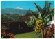 Puerto De La Cruz (Tenerife) - Paisaja Con El Teide - (Islas Canarias) - Banana-tree - Tenerife