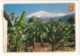 Tenerife - Plataneras Y El Teide -  (Islas Canarias) - Tenerife