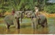 CEYLON  Elephants At Play In The Mahaweli Ganga Near Kandy    2 Scans - Sri Lanka (Ceylon)