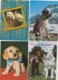 19 //11 /  164. -  LOT  DE. 100  C P M  DE. CHIENS  DIVERS  À. 8 €  PLUS  6€,50. DE. PORT. - 100 - 499 Postales