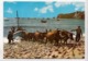 NAZARE, Portugal, Arrasto Dos Barcos, Pulling Of The Boats, Unused Postcard [23718] - Other & Unclassified