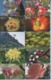 UKRAINE / 19 Phonecards, Phone Cards Ukrtelecom / Flora. Plants. Flowers 2000s - Blumen