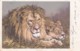 2511133Leeuw Met Leeuwin (poststempel 1903)(minuscule Vouwen In De Hoeken) - Lions