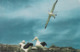 Neuseeland - Dunedin - Royal Albatrosses - Bird - Nice Stamp - Neuseeland