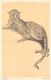 Leopard Animal From "The Zoo" Sketch Book By A.W. Peters - Altri & Non Classificati