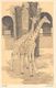 Giraffes Animals From "The Zoo" Sketch Book By A.W. Peters - Altri & Non Classificati