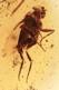 Insect In Baltic Amber - Phoridae - Scuttle Fly - 12×7×3 Mm. Free Shipping. Free Shipping - Archéologie