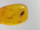 Delcampe - Insect In Baltic Amber - Phoridae - Scuttle Fly - 12×7×3 Mm. Free Shipping. Free Shipping - Archéologie
