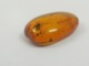 Delcampe - Insect In Baltic Amber - Phoridae - Scuttle Fly - 12×7×3 Mm. Free Shipping. Free Shipping - Archéologie