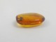 Delcampe - Insect In Baltic Amber - Phoridae - Scuttle Fly - 12×7×3 Mm. Free Shipping. Free Shipping - Archéologie