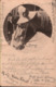 ! Ansichtskarte, 1903, Pferd, Horse, Cheval, Neuruppin - Horses