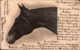 ! Alte Ansichtskarte, Pferd, Horse, Cheval, 1904 , Neuruppin, Fehrbellin - Horses