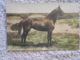 Cpa  Pferd / Horse / Cheval - Paarden