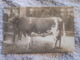 Cpa   Photo Taureau Cachet Concours Agricole Grand Palais Paris 1913 - Taureaux