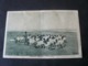 SOMALIA  ITALIAN  COLONY 1936 : STOCK - RAISING /  AL  PASCOLO..VIAGGIATA PER  S. MARIA CAPO A VETERE - Somalie