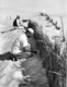 Photo Algérie. Barrage Contre Le Sable El Oued 1980. Photo Du Père G. Beeckmans - Afrika