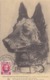 Ligue International Antivivisectionniste - 1929             (A-131-160926) - Hunde
