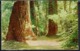 Etats-Unis - Carte Postale San Francisco Parc National - Séquoias - B/TB - - San Francisco