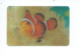 Poisson Clown " NEMO " Carte Lenticulaire Plastique 85 X 55 Mm TB 2 Scans - Autres & Non Classés