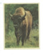 BISON Sur Toile 75 X 60 Mm TB 2 Scans - Andere & Zonder Classificatie