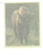 BISON Sur Toile 75 X 60 Mm TB 2 Scans - Sonstige & Ohne Zuordnung