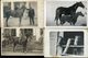 Delcampe - LOVASOK, LOVAK 42 Db Fotós Képeslap, Jó Tétel!  /  HORSES, RIDERS 42 Photo Vintage Pic. P.cards, Good Bundle - Horses