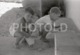 1966 BOY GARÇON ENFANT CHILD PORTUGAL AMATEUR 35mm ORIGINAL NEGATIVE Not PHOTO No FOTO - Sonstige & Ohne Zuordnung