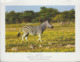 Namibia - Animal - Zebra - Nice Stamp - Namibie