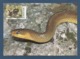 Moldova / Moldawien  1993 , Aesculapian Snake - WWF Official Maximum Card - Posta Moldova 06.06.1993 - Snakes