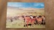 Mongolia. Horse Field In The Mountains. 1970s -    - Old Postcard - Mongolie