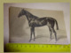 Photo Cheval Courses De Chevaux De Trotteur Courses De L'hippodrome KARL 1909 VOLKERS - Ippica