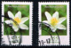 Bund 2019,Michel# 3472 O Blumen: Buschwindröschen - Used Stamps