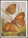 BUTTERFLY - PAPILLON Kirinia Climene Esp. Artist L. Aristov. Unused Postcard (USSR, 1983) - Vlinders